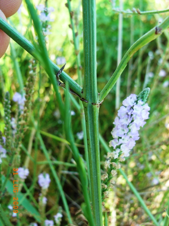 spiaggia di montenero4 - Verbena officinalis